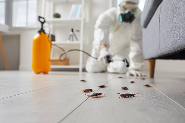 Commercial Kitchen Cockroach Control in Avoca